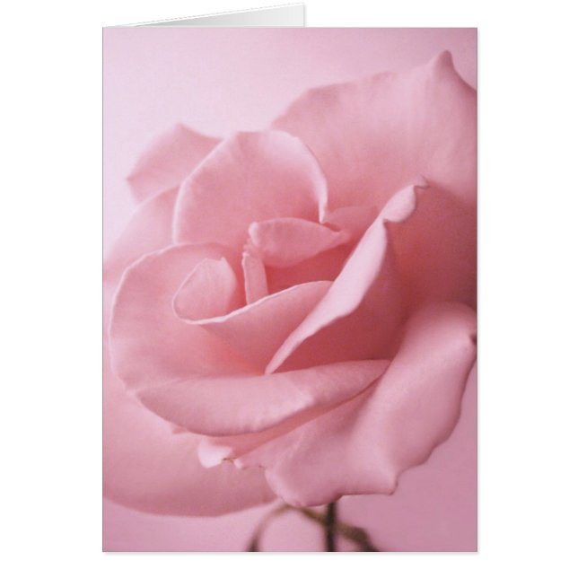 Carte rose rose (Devant)