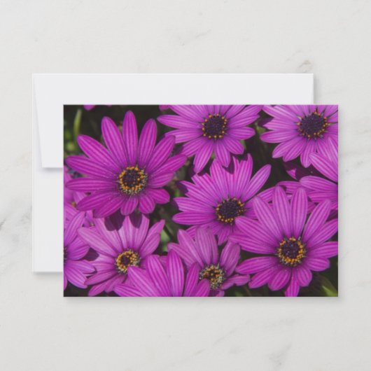 Carte Rose rose (Devant)