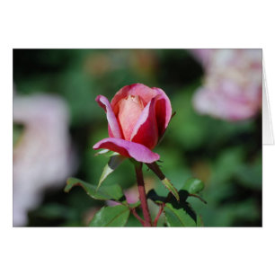 Carte Rose rose et rose