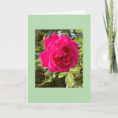 Carte Rose rose et une mouche (Devant)
