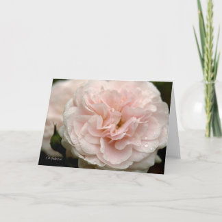 Carte Rose rose pâle avec gouttes de pluie