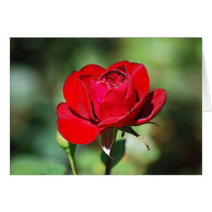 Carte Rose rouge