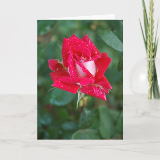 Carte Rose rouge (Devant)
