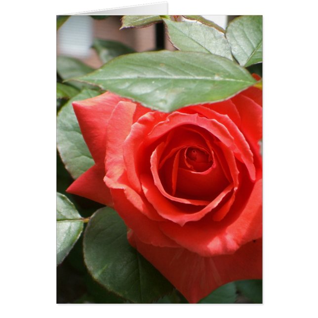 Carte Rose rouge (Devant)