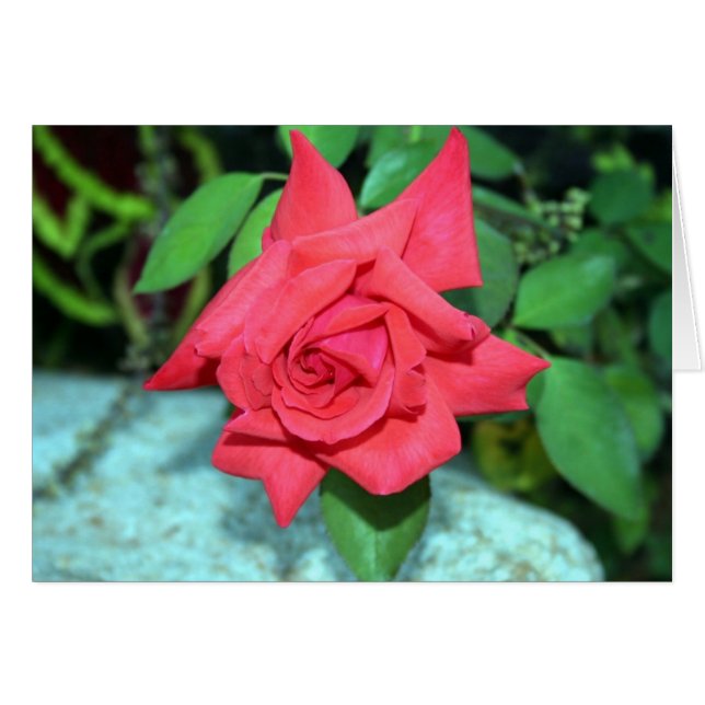 Carte Rose rouge (Devant horizontal)