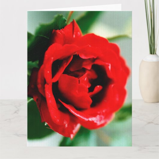 Carte Rose rouge avec gouttes de rosée  (Devant)
