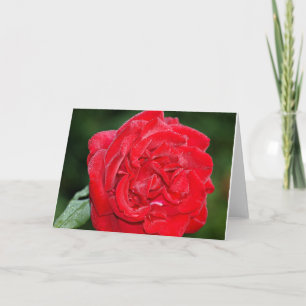 Carte Rose rouge avec rosée du matin
