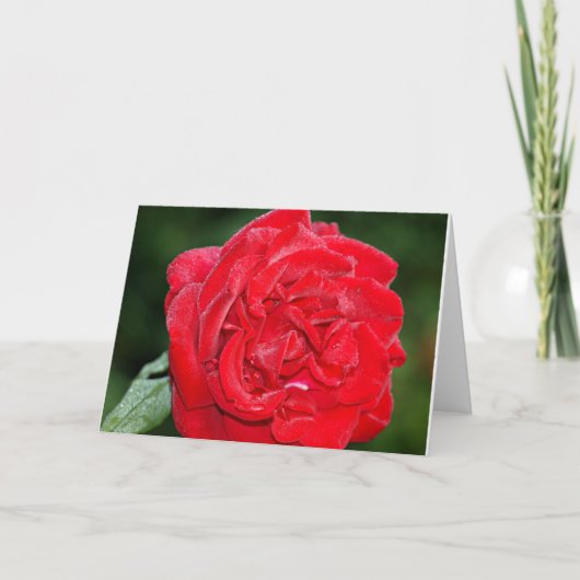 Carte Rose rouge avec rosée du matin (Devant)