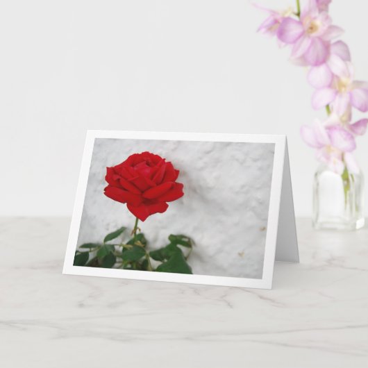 Carte Rose rouge contre mur blanc (Orchidée)
