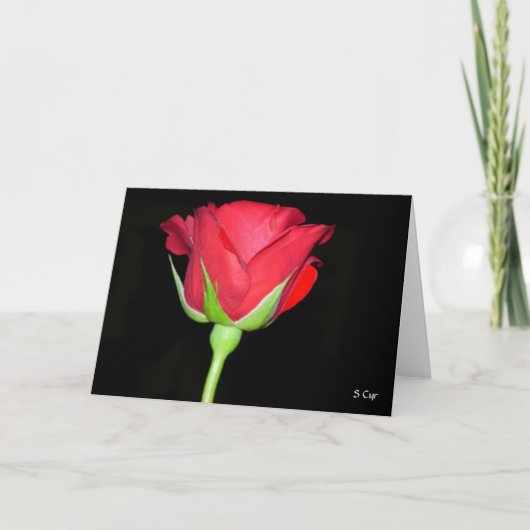 Carte Rose rouge rouge (Devant)