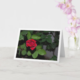Carte Rose rouge unique et feuilles vertes