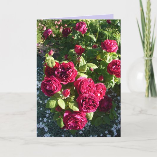 Carte Rose Vintage Fleur Rouge Rose (Devant)