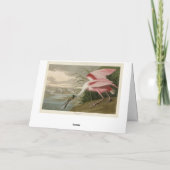 Carte Roseate Spoonbill from Audubon's Birds of America (Dos)