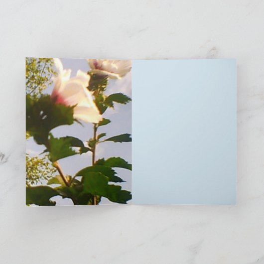 Carte Roses blanches à longue tige (Intérieur)