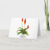 Carte roses et echeverias de lavande (Dos)