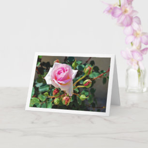 Carte Roses roses