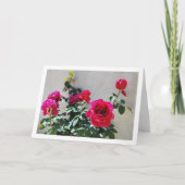 Carte Roses rouges contre mur de jardin (Devant)