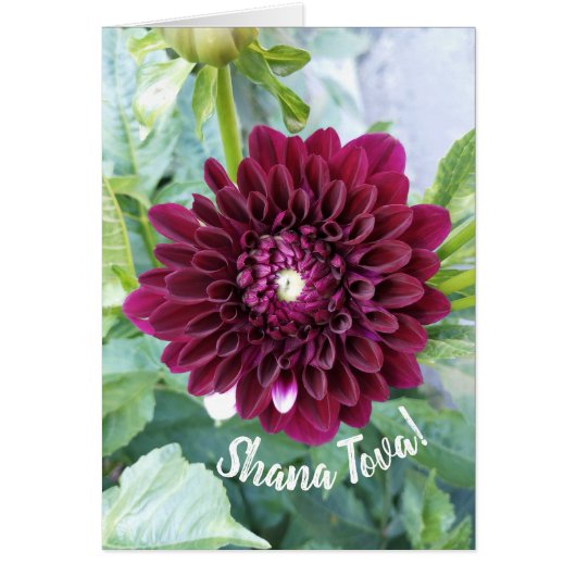 Carte Rosh Hashanah Dahlia Profond Violet (Devant)