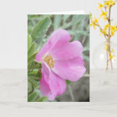 Carte Rosier sauvage F4b (Fleur jaune)