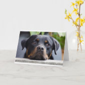 Carte rottweiler 2.png (Fleur jaune)