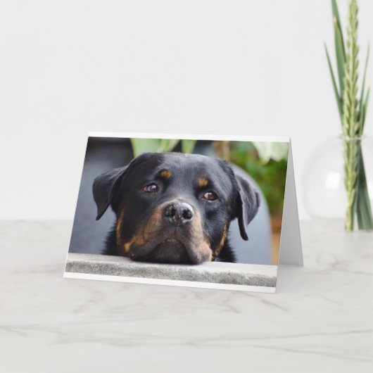 Carte rottweiler 2.png (Devant)