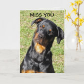 Carte Rottweiler Get Well Bientôt (Fleur jaune)