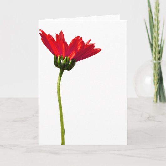 Carte Rouge Daisy Simplicité Toutes les occasions Saluta (Devant)