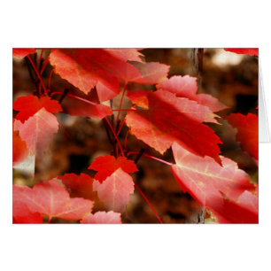 Carte rouge de photographie de nature de feuille