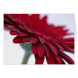 Carte rouge de velours