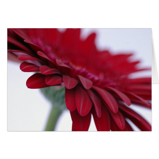 Carte rouge de velours (Devant horizontal)