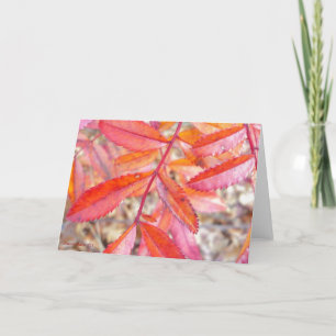 Carte rouge et orange de feuille - rivage d'étang