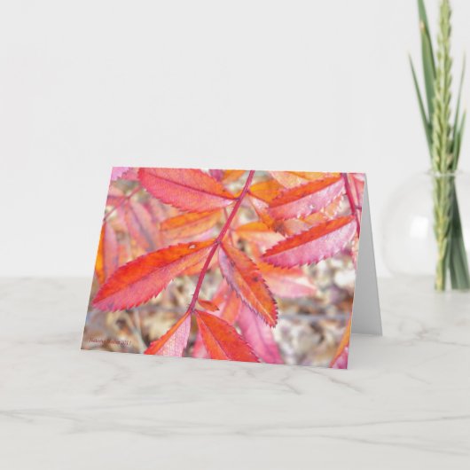 Carte rouge et orange de feuille - rivage d'étang (Devant)