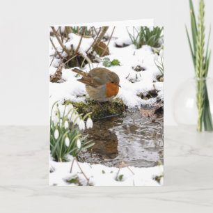 Carte Rouge-gorge d'anniversaire fixant son reflet dans