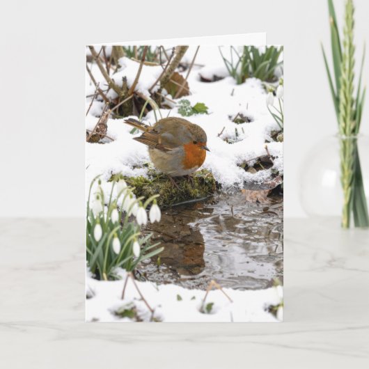 Carte Rouge-gorge d'anniversaire fixant son reflet dans (Devant)