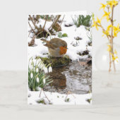 Carte Rouge-gorge d'anniversaire fixant son reflet dans (Fleur jaune)
