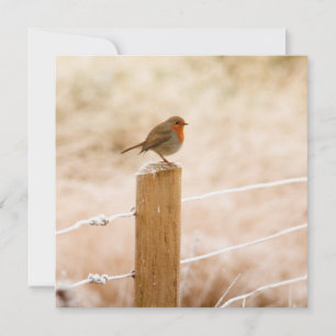 Carte Rouge-gorge d'hiver