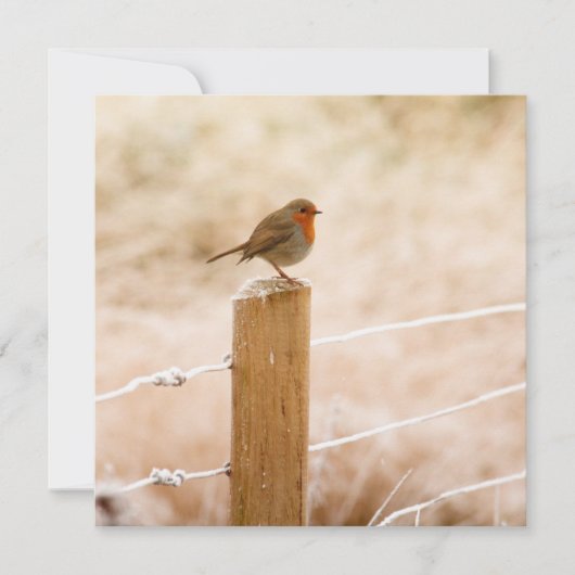 Carte Rouge-gorge d'hiver (Devant)