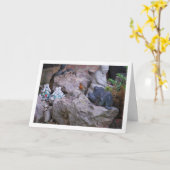 Carte Rouge-gorge sur rocher (Fleur jaune)