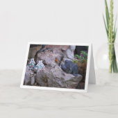 Carte Rouge Robin sur rocaille (Devant)