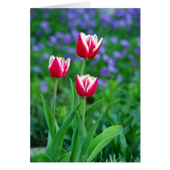 Carte rouge Tulips (Devant)