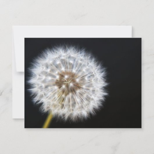 Carte RSVP de mariage Dandelion (Devant)