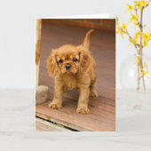 Carte Rubis sur porch.jpg (Fleur jaune)