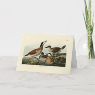 Carte Ruddy Duck de John Audubon's Birds of America