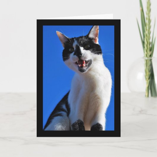Carte Rugissement du chat domestique (Devant)
