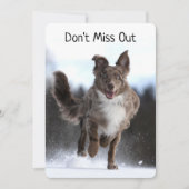 Carte Running Australian Shepherd Birthday (Devant)