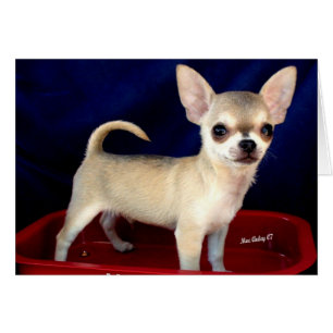 Carte Sable Chihuahua