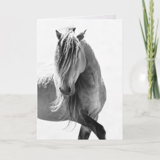 Carte Sable Stallion's Pride - Wild Horse Greeting Cards (Devant)