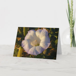 Carte Sacré Fleur sauvage du désert des fleurs de Datura