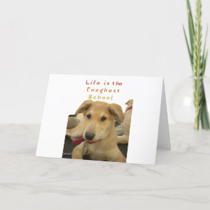 Carte Sagesse d'or : Une vision oeil de chien de l'école