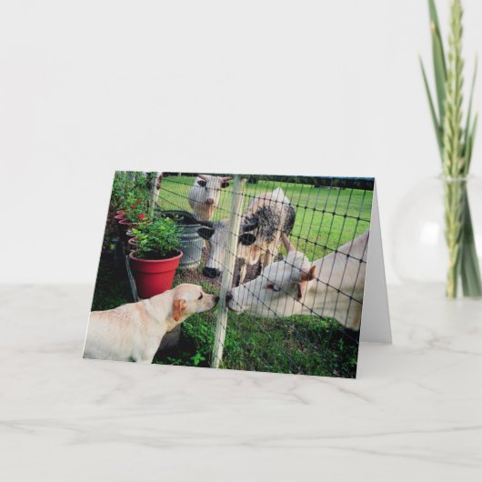 Carte Sailor & pals (Devant)